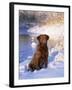 Chesapeake Bay Retriever Sitting in Snow by River, Illinois, USA-Lynn M. Stone-Framed Photographic Print