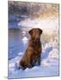 Chesapeake Bay Retriever Sitting in Snow by River, Illinois, USA-Lynn M. Stone-Mounted Photographic Print