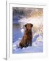 Chesapeake Bay Retriever Sitting in Snow by River, Illinois, USA-Lynn M. Stone-Framed Photographic Print