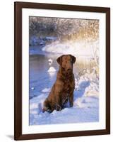 Chesapeake Bay Retriever Sitting in Snow by River, Illinois, USA-Lynn M. Stone-Framed Photographic Print