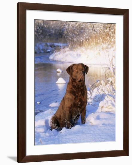 Chesapeake Bay Retriever Sitting in Snow by River, Illinois, USA-Lynn M. Stone-Framed Photographic Print