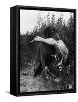 Chesapeake Bay Retriever Trigger Holds Donald the Duck After being thrown Into Water by Owner-Loomis Dean-Framed Stretched Canvas