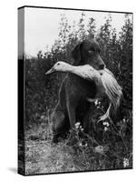 Chesapeake Bay Retriever Trigger Holds Donald the Duck After being thrown Into Water by Owner-Loomis Dean-Stretched Canvas