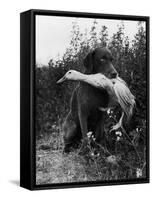 Chesapeake Bay Retriever Trigger Holds Donald the Duck After being thrown Into Water by Owner-Loomis Dean-Framed Stretched Canvas