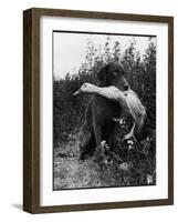 Chesapeake Bay Retriever Trigger Holds Donald the Duck After being thrown Into Water by Owner-Loomis Dean-Framed Photographic Print