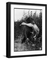 Chesapeake Bay Retriever Trigger Holds Donald the Duck After being thrown Into Water by Owner-Loomis Dean-Framed Photographic Print