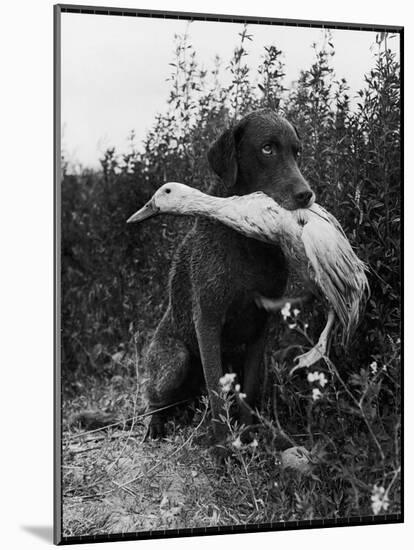 Chesapeake Bay Retriever Trigger Holds Donald the Duck After being thrown Into Water by Owner-Loomis Dean-Mounted Photographic Print