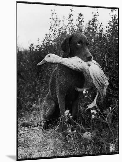 Chesapeake Bay Retriever Trigger Holds Donald the Duck After being thrown Into Water by Owner-Loomis Dean-Mounted Photographic Print