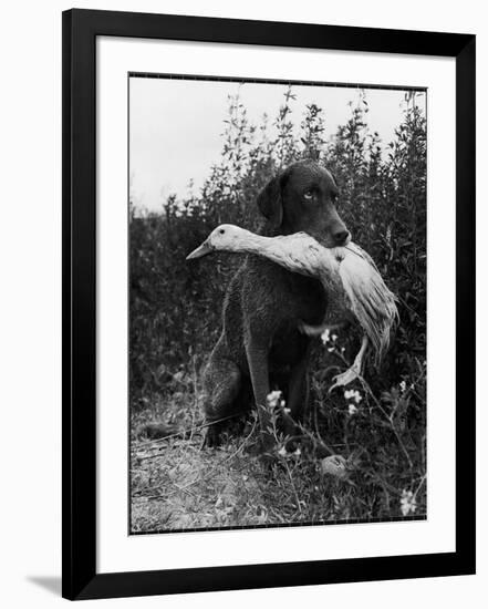 Chesapeake Bay Retriever Trigger Holds Donald the Duck After being thrown Into Water by Owner-Loomis Dean-Framed Photographic Print