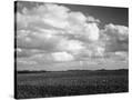 Stretched Canvas