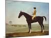 Chesnut Racehorse with Jockey Up on Newmarket Heath, 18th Century-John Byam Shaw-Mounted Giclee Print
