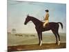 Chesnut Racehorse with Jockey Up on Newmarket Heath, 18th Century-John Byam Shaw-Mounted Giclee Print