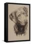 Chessapeake Bay Retriever-Barbara Keith-Framed Stretched Canvas