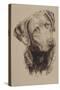 Chessapeake Bay Retriever-Barbara Keith-Stretched Canvas