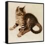 Chessie-Guido Gruenwald-Framed Stretched Canvas