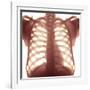 Chest X-ray of a Healhty Human Heart-Science Photo Library-Framed Photographic Print