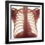 Chest X-ray of a Healhty Human Heart-Science Photo Library-Framed Photographic Print