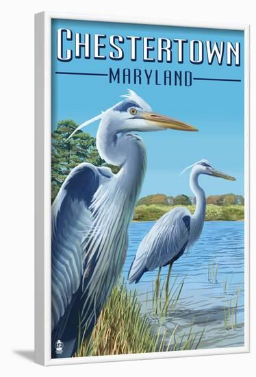 Chestertown, Maryland - Blue Herons in Marsh-Lantern Press-Framed Art Print