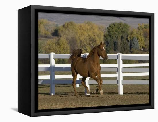 Chestnut Arabian Gelding Cantering in Field, Boulder, Colorado, USA-Carol Walker-Framed Stretched Canvas