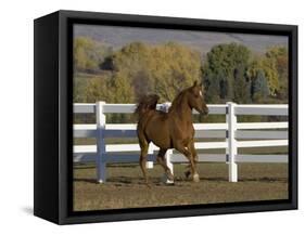 Chestnut Arabian Gelding Cantering in Field, Boulder, Colorado, USA-Carol Walker-Framed Stretched Canvas
