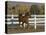 Chestnut Arabian Gelding Cantering in Field, Boulder, Colorado, USA-Carol Walker-Stretched Canvas