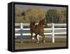 Chestnut Arabian Gelding Cantering in Field, Boulder, Colorado, USA-Carol Walker-Framed Stretched Canvas