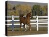 Chestnut Arabian Gelding Cantering in Field, Boulder, Colorado, USA-Carol Walker-Stretched Canvas