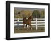 Chestnut Arabian Gelding Cantering in Field, Boulder, Colorado, USA-Carol Walker-Framed Premium Photographic Print