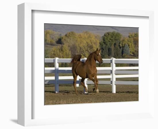Chestnut Arabian Gelding Cantering in Field, Boulder, Colorado, USA-Carol Walker-Framed Premium Photographic Print