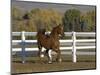 Chestnut Arabian Gelding Cantering in Field, Boulder, Colorado, USA-Carol Walker-Mounted Premium Photographic Print