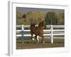 Chestnut Arabian Gelding Cantering in Field, Boulder, Colorado, USA-Carol Walker-Framed Photographic Print