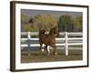 Chestnut Arabian Gelding Cantering in Field, Boulder, Colorado, USA-Carol Walker-Framed Photographic Print