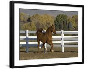 Chestnut Arabian Gelding Cantering in Field, Boulder, Colorado, USA-Carol Walker-Framed Photographic Print