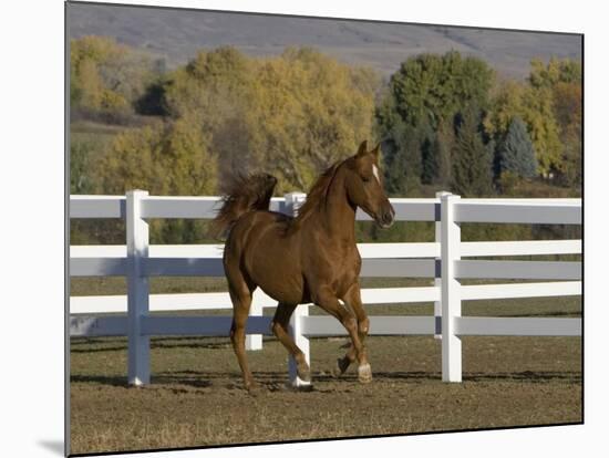 Chestnut Arabian Gelding Cantering in Field, Boulder, Colorado, USA-Carol Walker-Mounted Photographic Print