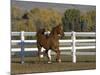 Chestnut Arabian Gelding Cantering in Field, Boulder, Colorado, USA-Carol Walker-Mounted Photographic Print