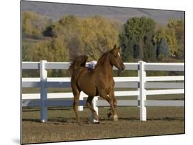 Chestnut Arabian Gelding Cantering in Field, Boulder, Colorado, USA-Carol Walker-Mounted Photographic Print