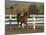 Chestnut Arabian Gelding Cantering in Field, Boulder, Colorado, USA-Carol Walker-Mounted Photographic Print