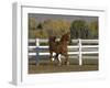 Chestnut Arabian Gelding Cantering in Field, Boulder, Colorado, USA-Carol Walker-Framed Photographic Print