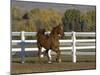 Chestnut Arabian Gelding Cantering in Field, Boulder, Colorado, USA-Carol Walker-Mounted Photographic Print