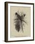 Chestnut-Backed Coly-null-Framed Giclee Print