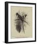 Chestnut-Backed Coly-null-Framed Giclee Print