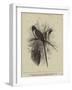 Chestnut-Backed Coly-null-Framed Giclee Print