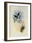 Chestnut-Bellied Adelomyia, Adelomyia Castaneiventris-John Gould-Framed Giclee Print