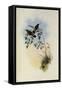Chestnut-Bellied Adelomyia, Adelomyia Castaneiventris-John Gould-Framed Stretched Canvas