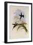 Chestnut-Bellied Amazili, Amazilia Castaneiventris-John Gould-Framed Giclee Print