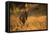 Chestnut-Bellied Guan Foraging in Grass-Joe McDonald-Framed Stretched Canvas