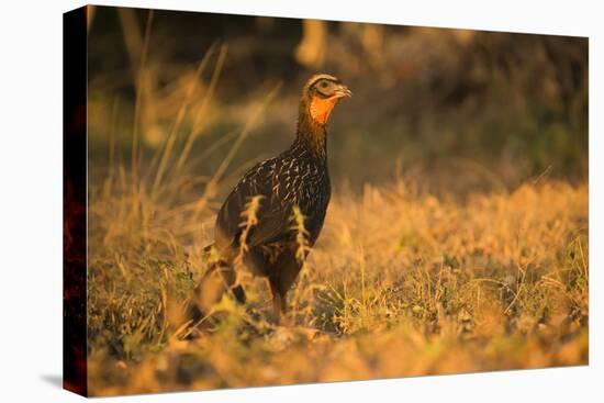 Chestnut-Bellied Guan Foraging in Grass-Joe McDonald-Stretched Canvas