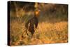 Chestnut-Bellied Guan Foraging in Grass-Joe McDonald-Stretched Canvas