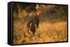 Chestnut-Bellied Guan Foraging in Grass-Joe McDonald-Framed Stretched Canvas