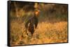 Chestnut-Bellied Guan Foraging in Grass-Joe McDonald-Framed Stretched Canvas